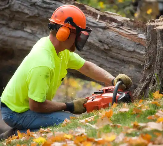 tree services Kendall Park